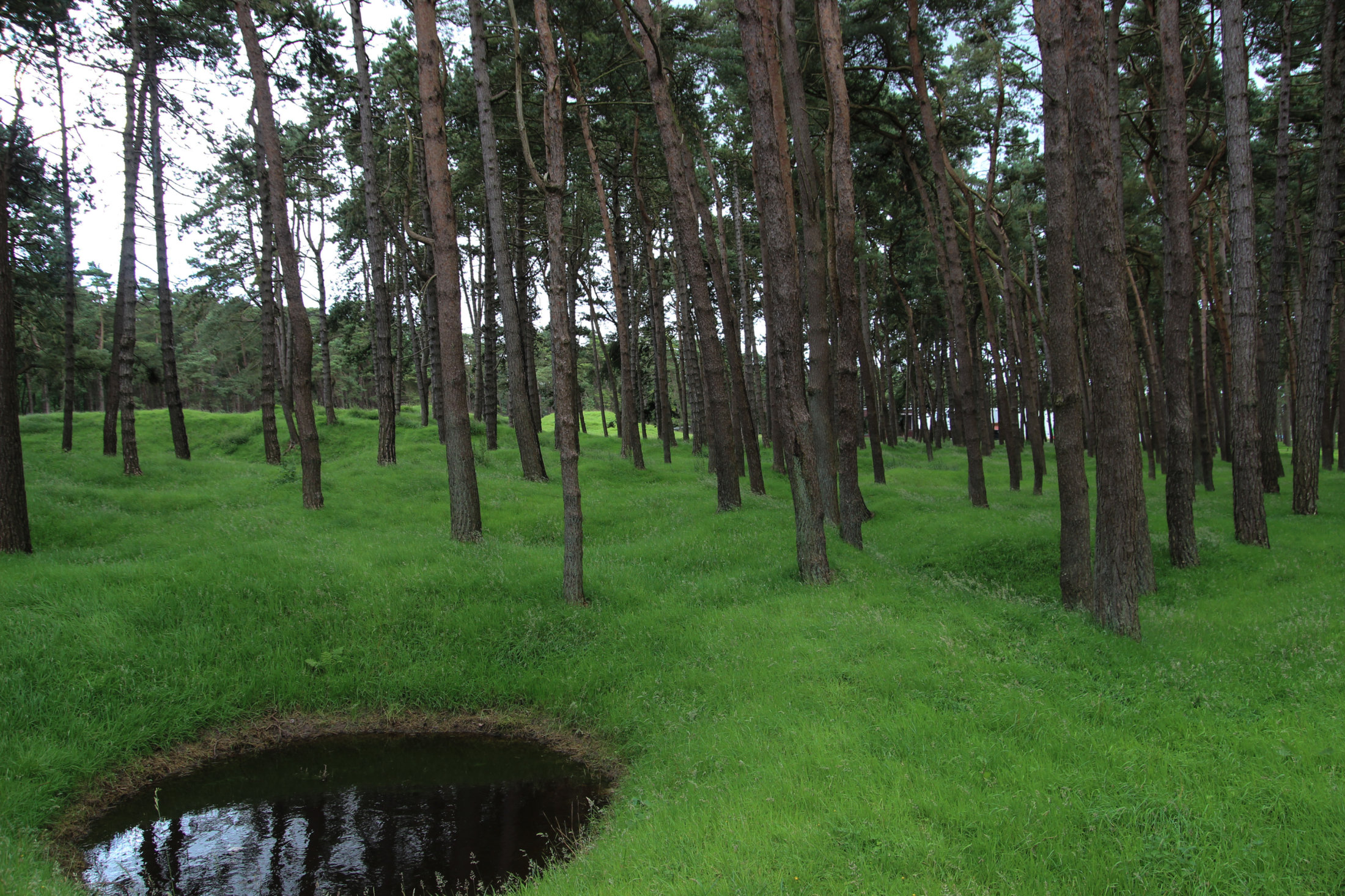 Krater im Wald von Vimy